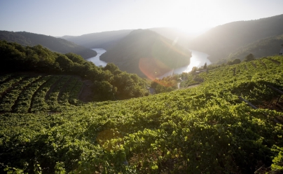 Viñedo Ribeira Sacra - Caldaria