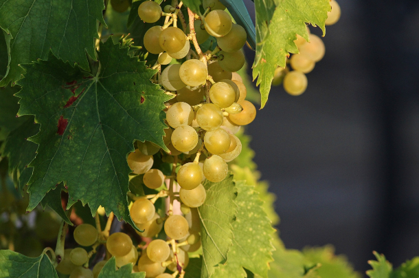 Uvas