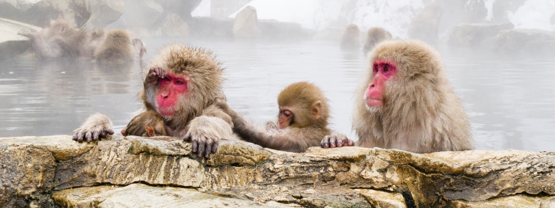 Monos en aguas termales