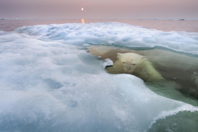 Oso bajo el hielo - Caldaria