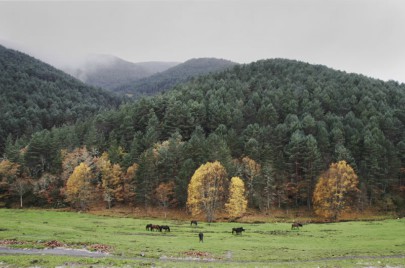 Fauna no Invernadeiro