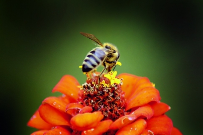 Abeja obrera - Caldaria