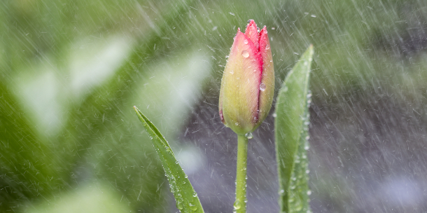 Lluvia de abril 