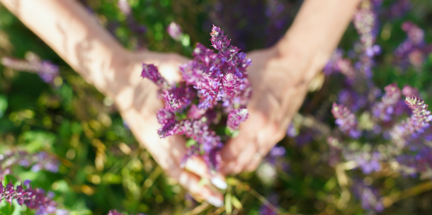 Recolectar salvia