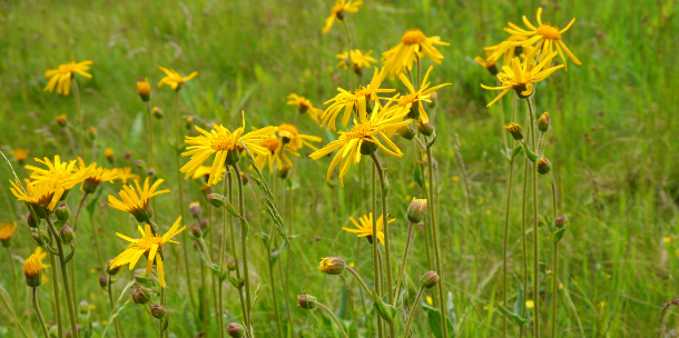 Arnica montana