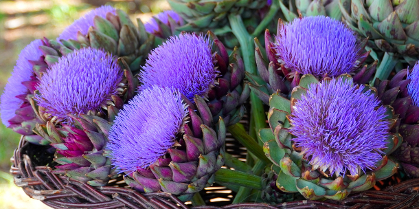 Flores de alcachofas