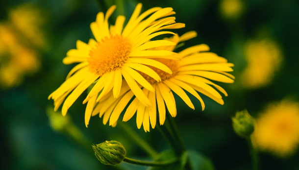 Flores de árnica