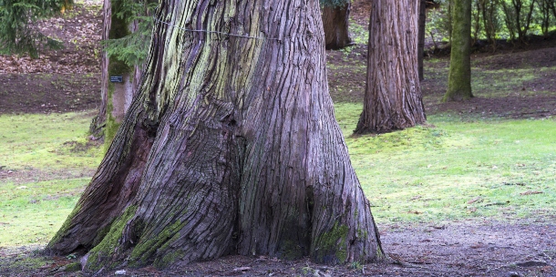 Bosque de secuoyas