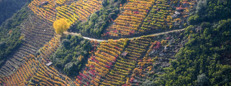 Ribeira Sacra