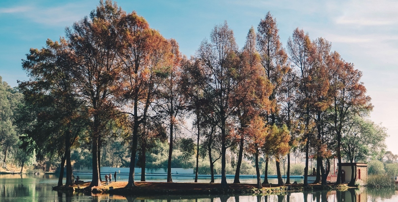 Día Mundial del Árbol