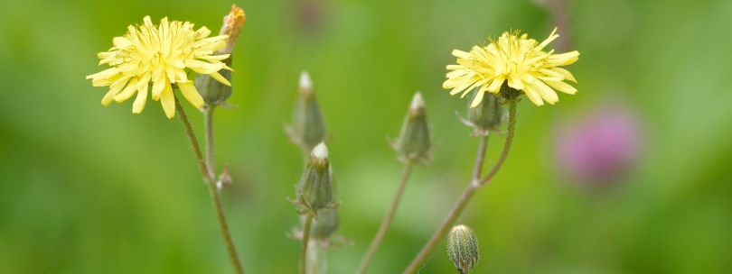 Lechuga venenosa