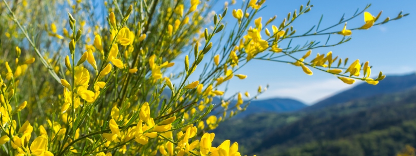 Descubre los sorprendentes beneficios de la xesta: la planta multifacética de España