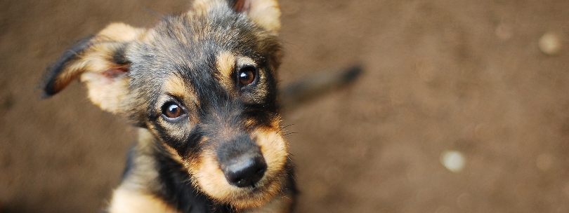 Apadrinar perros y gatos